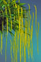 Dendrochilum filiforme.