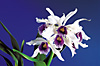 Laelia purpurata var. Werkhauseri x self.