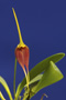 Masdevallia imposter x Masd. floribunda.