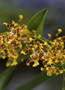 Oncidium zelenkoanum