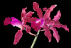 Schombocattleya Louise Fuchs.