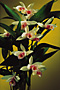 Sobralia decora 'Pale Form'.