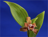 Sobralia atropubescens.