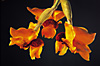 Stanhopea connata 'Orange Sherbet' AM/AOS x self.