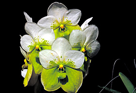 VANDA sanderiana 'ALBA'.