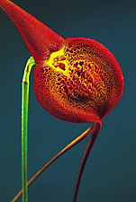 MASDEVALLIA princeps 'SELECT' x sib 'MAKAWAO'.