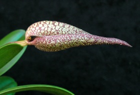 Bulbophyllum fraudulentum.