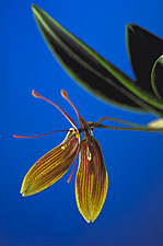 Restrepia brachypus 'Yellow Background'.