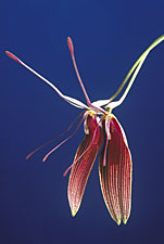 Restrepia brachypus 'Red Stripe'.