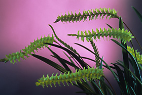 Dendrochilum javierense