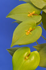 Pleurothallis sp. 'Yellow & Orange'.