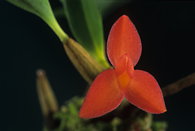 Maxillaria sophronitis.