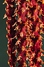Bulbophyllum saurocephalum.