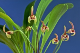 Masdevallia livingstoneana.