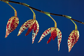 Pleurothallis restrepioides 'Dragonstone'.