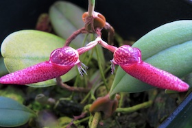 Bulbophyllum mirum.