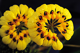 Cirrhopetalum auratum 'Other World' CHM/AOS.