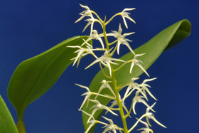 Bulbophyllum sp. Sumatra.