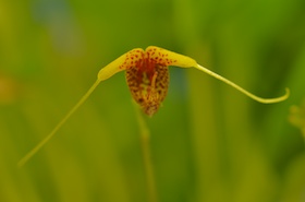 Scaphosepalum swertifolium ˜Yellow Form".