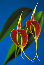 Bulbophyllum blumei.