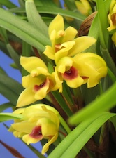 Maxillaria variabilis var. unipunctata `TOF's Aibonito'