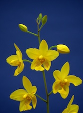 Spathoglottis lobbii (syn. affinis)