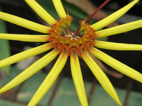 Bulbophyllum makoyanum 'D & B' AM/AOS