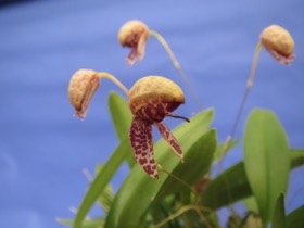 Bulbophyllum maquilingense