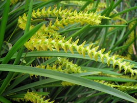 Dendrochilum wenzelii `Yellow'