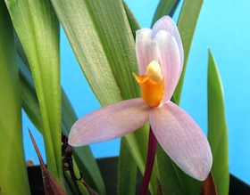 Maxillaria richii.