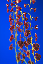 Stelis argentata 'Red'.