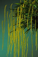 Dendrochilum filiforme.