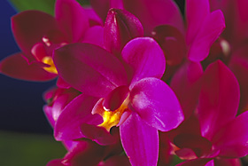 SPATHOGLOTTIS unguiculata.