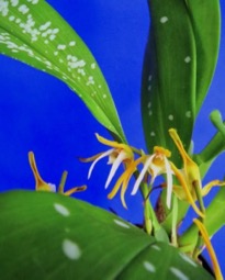 Maxillaria pseudoreichenheimia`Karen'