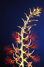 Bulbophyllum barbigerum.