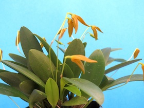 Pleurothallis corniculata.