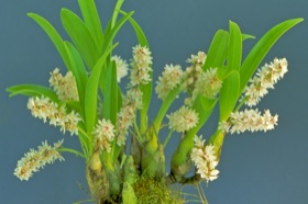 Eria convallarioides.