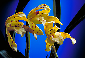 MAXILLARIA picta.