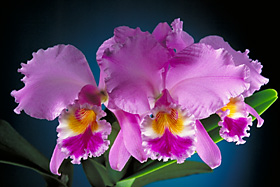 CATTLEYA lueddemanniana.