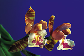 Aspasia epidendroides `Natural World' x sib.