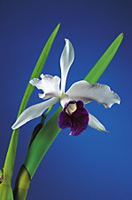 LAELIA purpurata var. schusteriana.