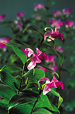 SOBRALIA decora 'DARK FORM'.