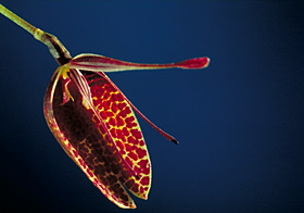 RESTREPIA pelyx 'DARK FORM'.