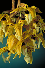 STANHOPEA nigripes 'NICE'.