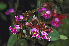 Cattleya schilleriana `Botanical Garden' x self