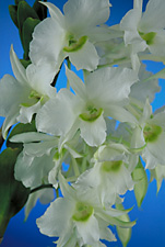 Dendrobium dearei `Taiwan' x sib. `Natural World'