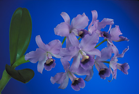 Cattleya bowringiana var. coerulea `County Fair' x self.