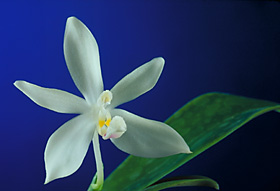 PHALAENOPSIS tetraspis.