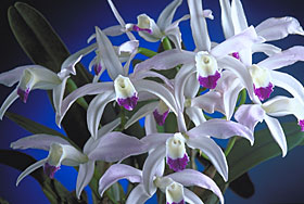 LAELIA perrinii var. semi-alba x self.