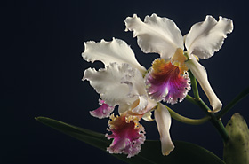 CATTLEYA rex.